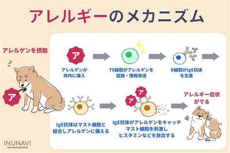 アレルギー犬の総合ガイド：症状、対策、治療