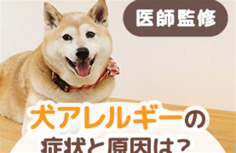 アレルギー犬：理解と管理