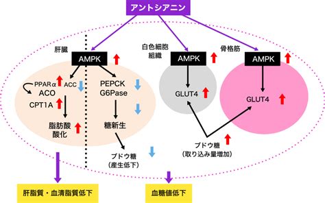 アントシアニンによる抗酸化効果の向上：