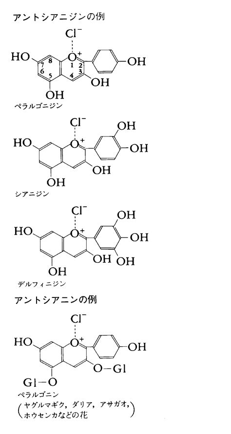 アントシアン：