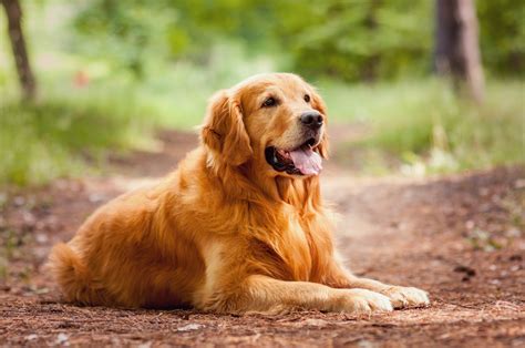 イギリス ゴールデン レトリバー：あなたの完璧な家族犬