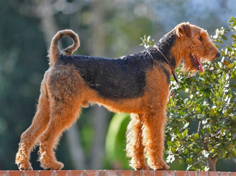 イギリス テリア：魅力的な犬への完全ガイド