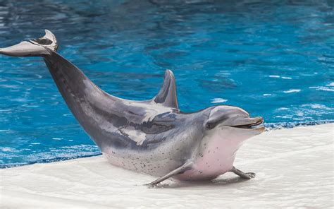 イルカ動物病院: 海洋哺乳類の健康と福祉のための包括的なガイド