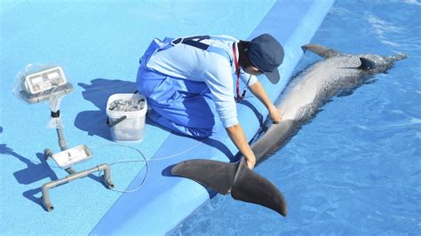 イルカ動物病院：イルカの健康管理の要