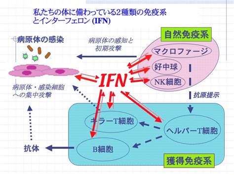 インターフェロンってなに？