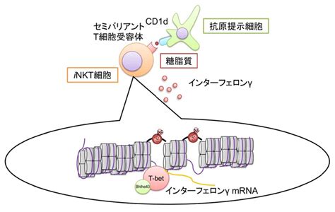 インターフェロンとは？