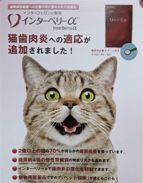 インターフェロンの猫への効能