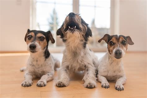 インターホンで犬が吠えるときの対処法