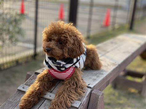 インターホンの音に吠える犬の対策と注意点