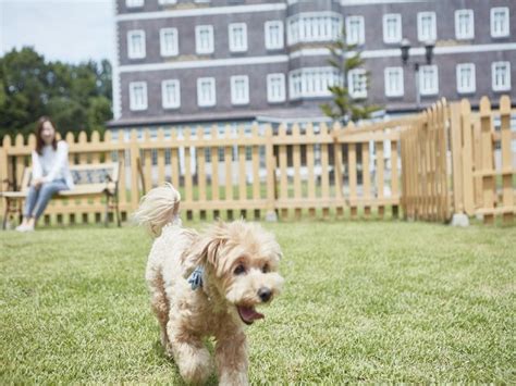 ウェルネスの森那須ペットで愛犬との優雅なひとときを