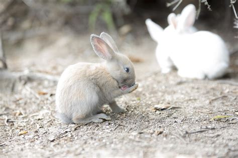 ウサギが前足を浮かす原因