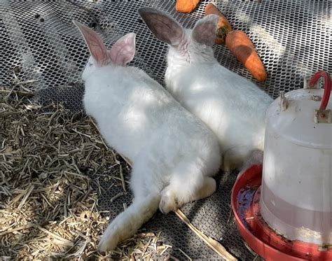 ウサギの後ろ足の異常：原因、症状、治療法