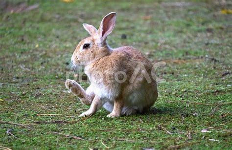 ウサギの後ろ足を引きずる症状の原因と治療法