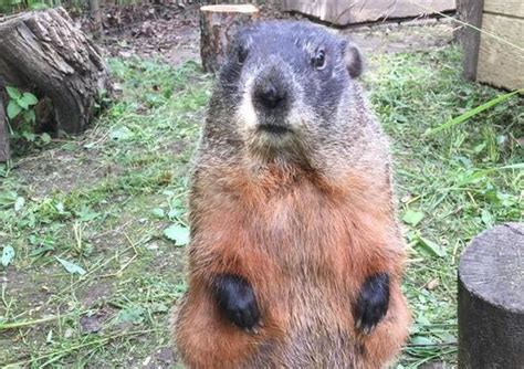 ウッドチャックペットの魅力と飼育のポイント