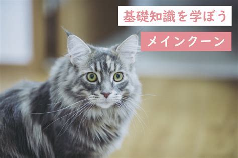 ウマオの包括ガイド：利点、種類、飼育方法