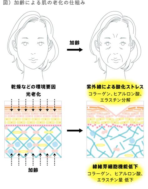 エイジングのメカニズム