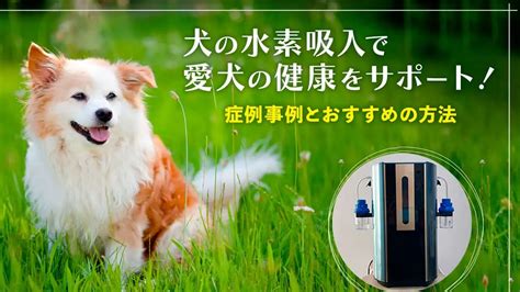 エイジングケアで愛犬の健康と幸せをサポート