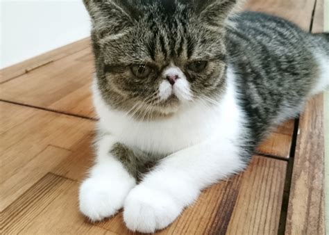 エキゾチックショートヘアの寿命：飼い主が知っておきたいこと