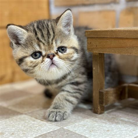 エキゾチックショートヘアの専門ブリーダー選びのすべて