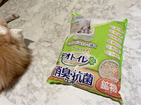 エバーグリーン猫砂で賢い選択：あなたの愛猫のために最適な猫砂を徹底比較