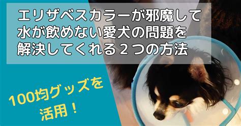 エリザベス カラーで水飲めない問題を解決