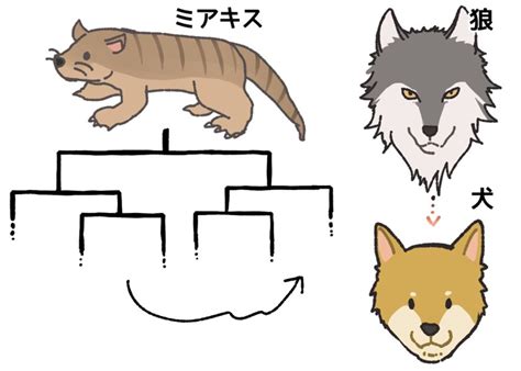 オオカミの進化説: