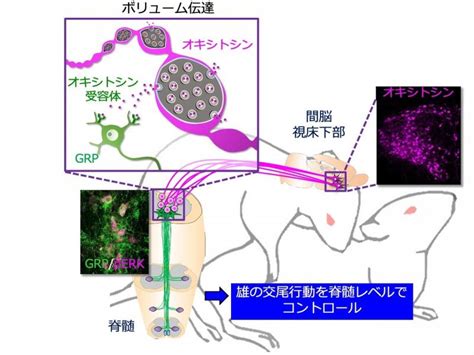 オキシトシン放出の促進：