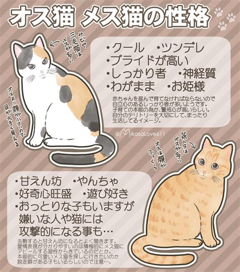 オス猫：