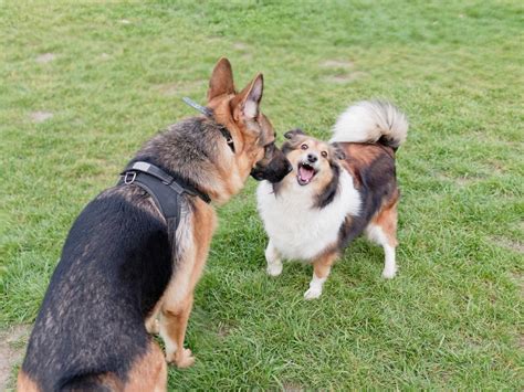 オス 犬 発情 期