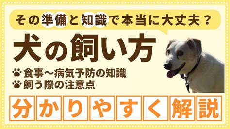 オムツ犬の飼い方と注意点