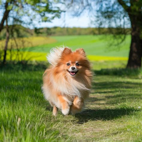 オリジン ドッグフード：自然の栄養で愛犬の健康をサポート