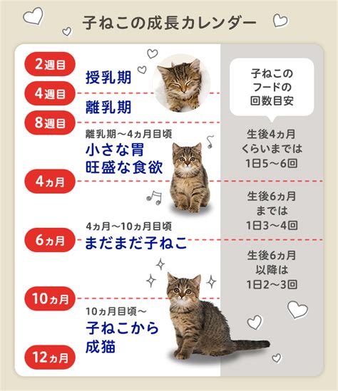 オリジン 子猫の食事量ガイド：最適な成長と健康のために