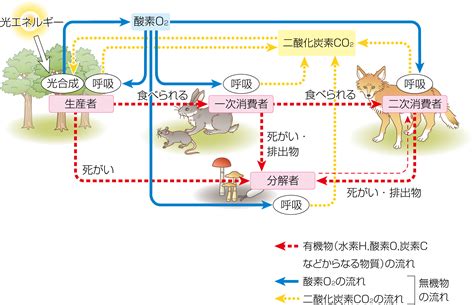 カエデ属と動物：自然界における共存関係