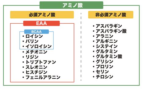 カゼインは必須アミノ酸をバランスよく含み、筋肉合成、組織修復、免疫機能に不可欠です。