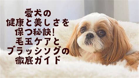 カット 犬：愛犬の健康と美しさのために