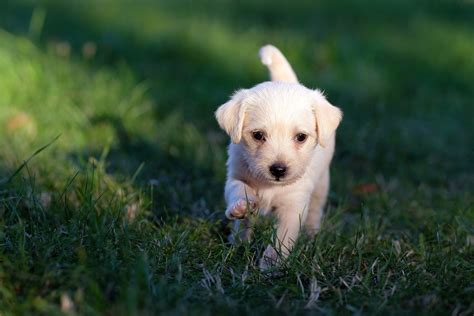 カッパ犬の完全ガイド：飼育方法、食事、健康管理