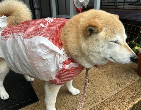 カッパ犬完全マニュアル：愛らしい妖怪犬を飼いこなす秘訣