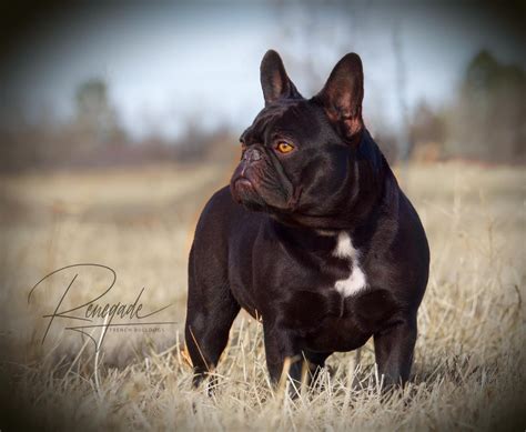 カリフォルニア州、Barking Bulldogs Ranch: