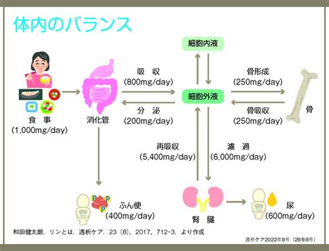 カルシウムとリンの供給源