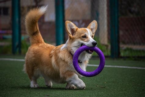 カレンダー犬：愛犬と毎日を楽しく過ごすためのアイデア