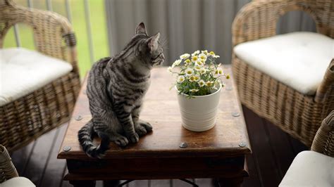 カーペットが猫にとって危険な理由と回避策