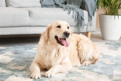 カーペット 犬と快適な生活