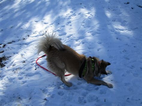 ガリガリ犬が直面する問題