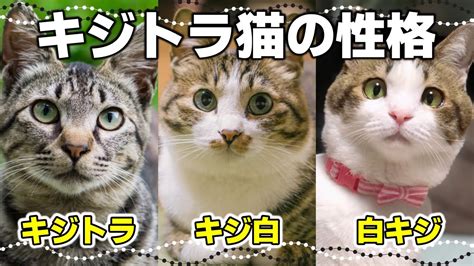 キジトラのメス猫の割合