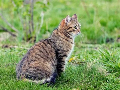 キジトラの雌猫の特徴