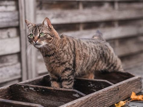 キジトラの首輪：あなたの愛猫にぴったりのアクセサリー