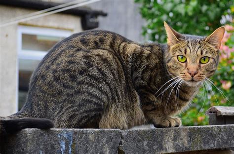 キジトラデブってどんな猫？