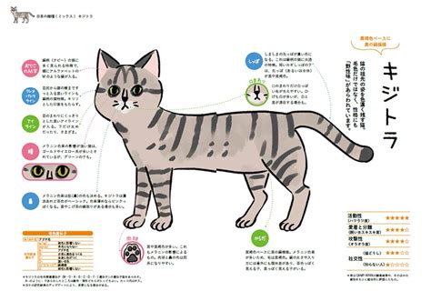 キジトラ模様の秘密と魅力