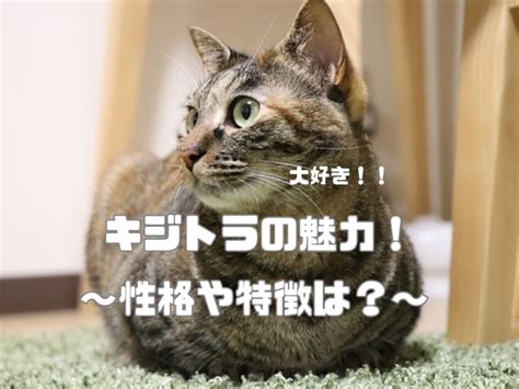 キジトラ猫、その個性豊かな性格を探る