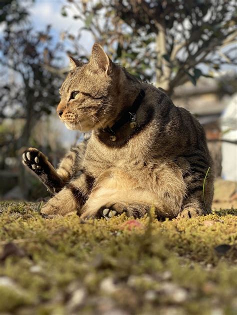 キジトラ猫のオスが珍しい理由